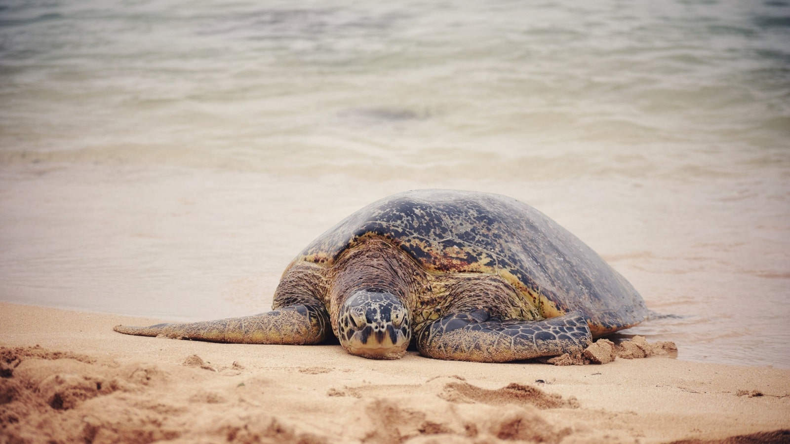 Turtle Cums On Camera