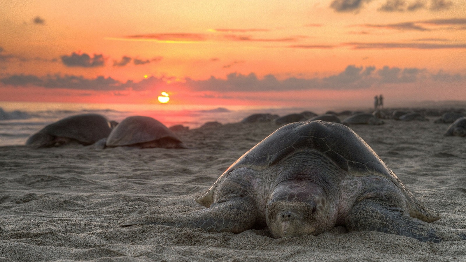 Turtle Cums On Camera