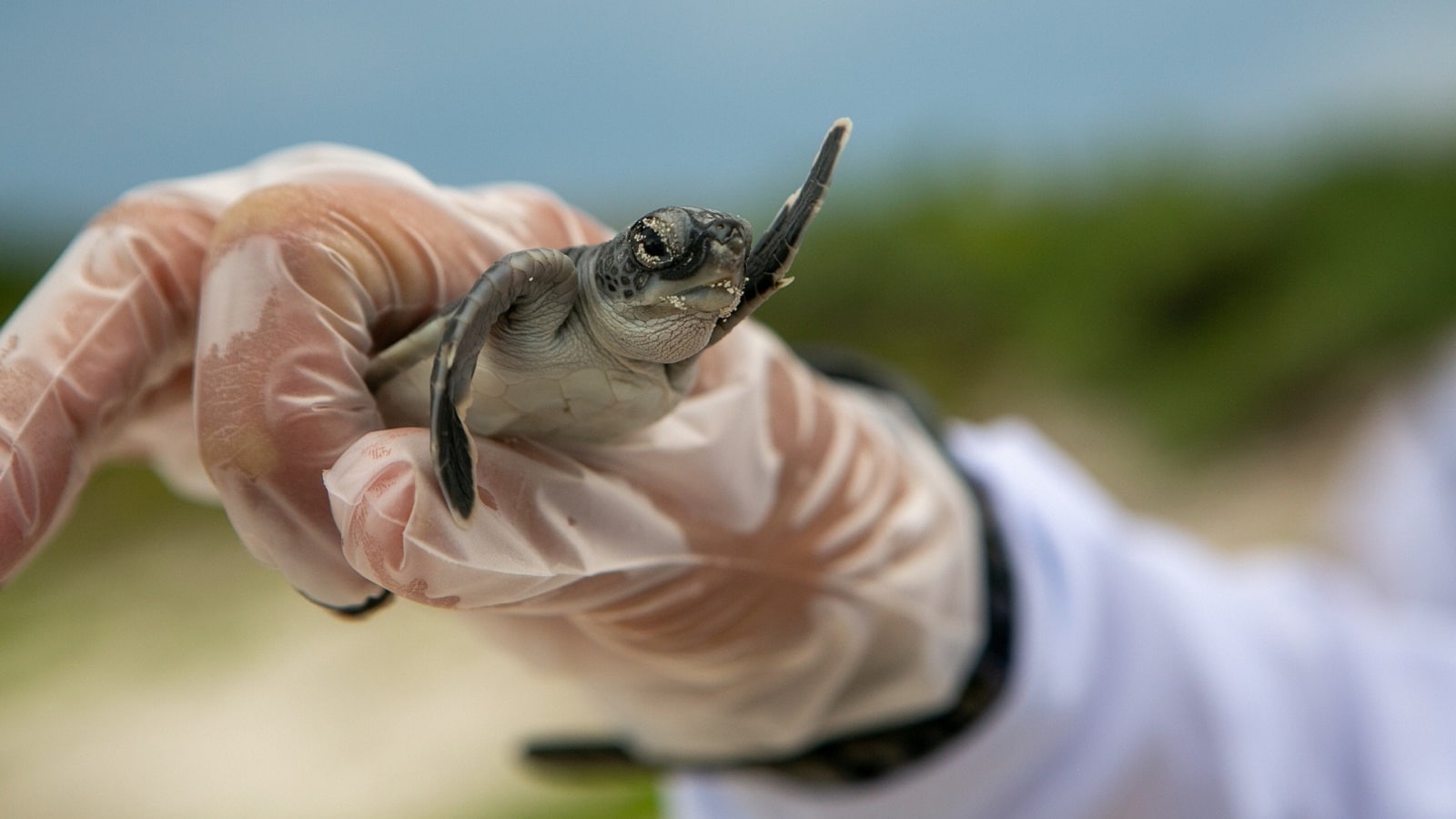 Turtle Cums On Camera