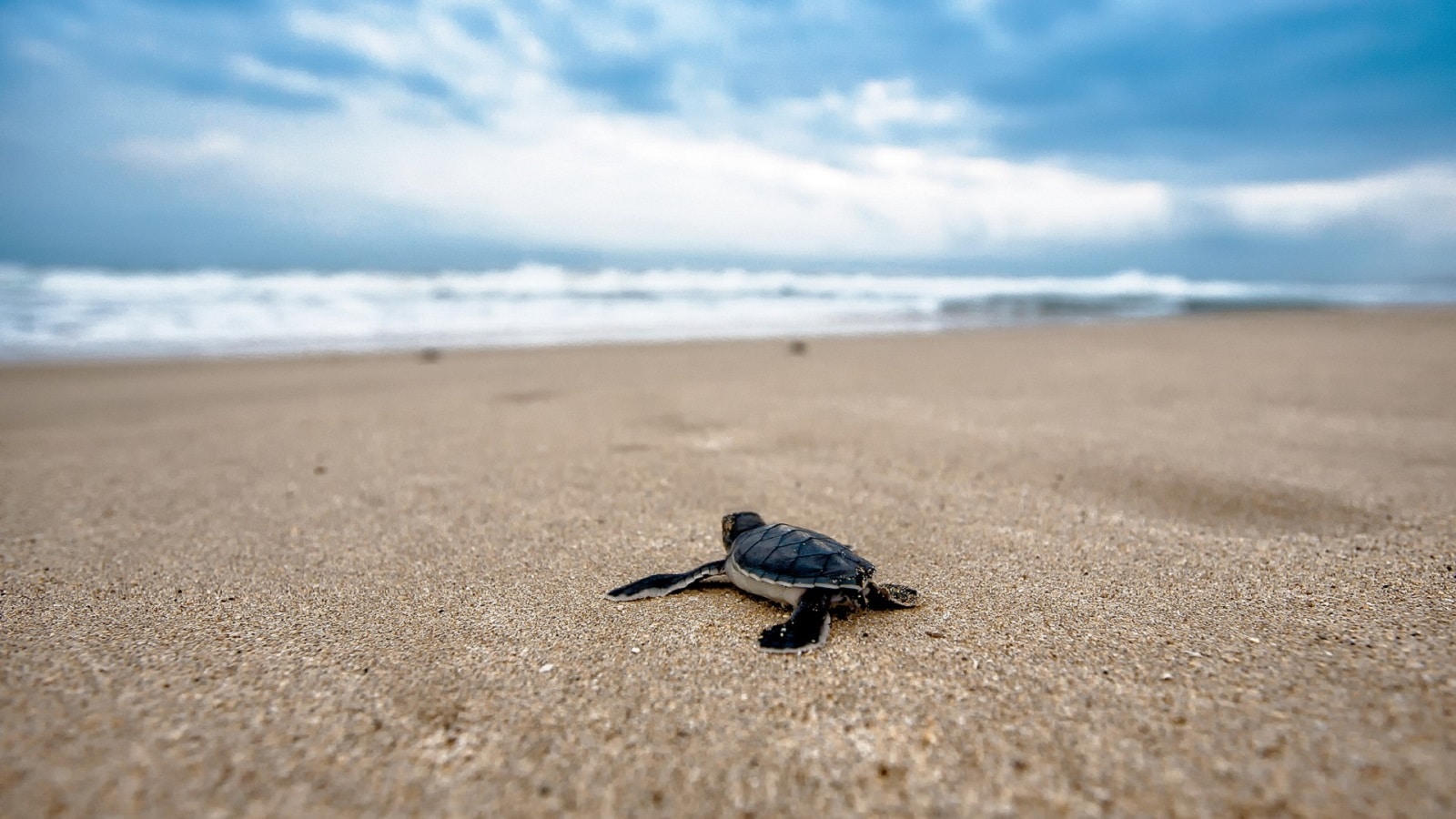 Turtle Cums On Camera